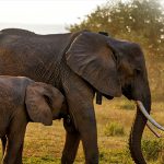 Africa Wildlife Tracking uses Orbcomm satellite tech for conservation efforts